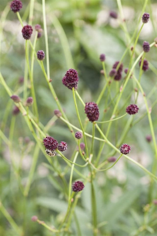 Sanguisorba Officinalis Großer Wiesenknopf Ca. 9x9 cm Topf