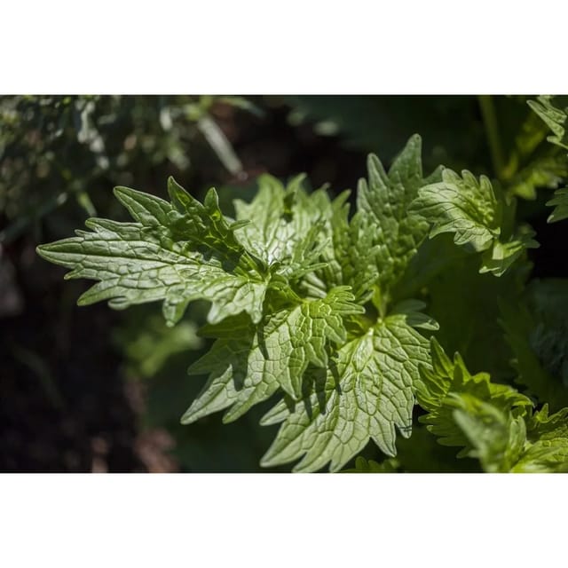 Valeriana Officinalis Echter Baldrian Ca. 9x9 cm Topf