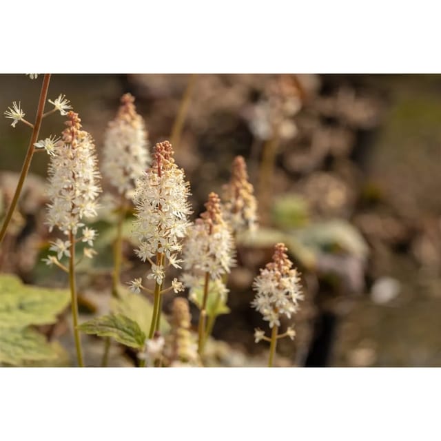 Tiarella Wherryi Schaumblüte Ca. 9x9 cm Topf