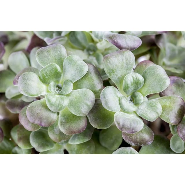 Sedum Spathulifolium Purpureum Spatelblättrige Fetthenne Ca. 9x9 cm Topf