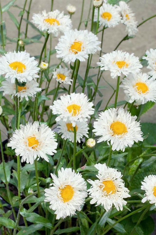 Leucanthemum X Superbum Snehurka Ca. 9x9 cm Topf