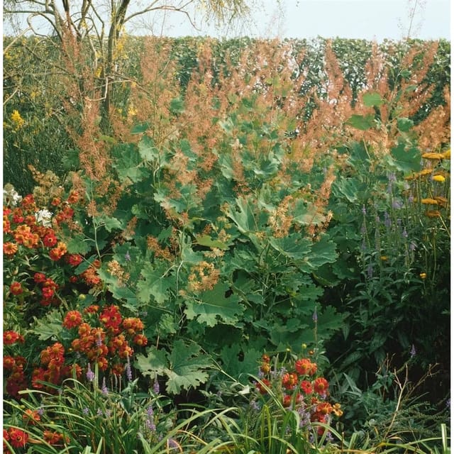 Macleaya Microcarpa Kelway's Coral Plume Ca. 11x11 cm Topf