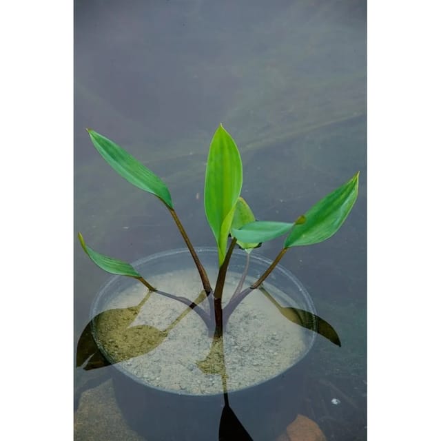 Orontium Aquaticum Ca. 9x9 cm Topf