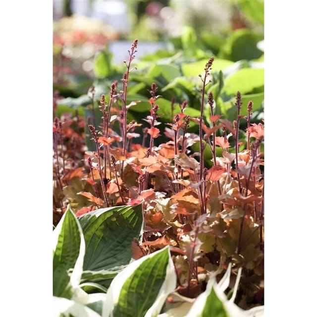 Heuchera Villosa Marmalade Purpurglöckchen Ca. 11x11 cm Topf