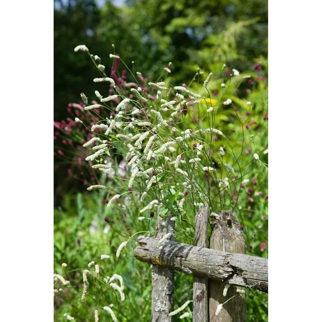 Sanguisorba Tenuifolia Hohe Wiesenknopf Ca. 11x11 cm Topf