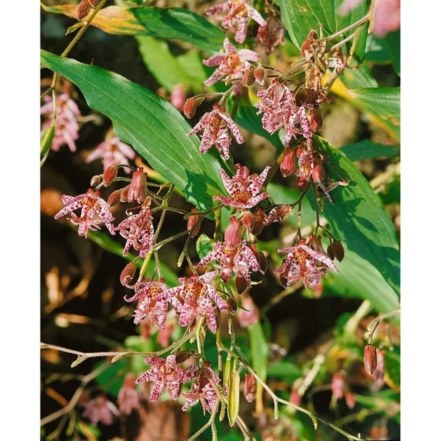 Tricyrtis Hirta Miyazaki Gartenkröte Ca. 9x9 cm Topf