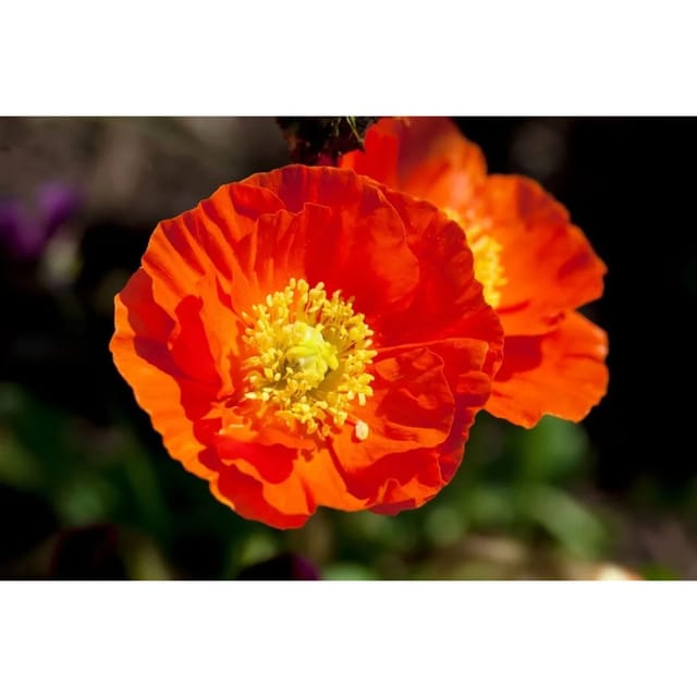 Papaver Nudicaule Gartenzwerg Islandmohn Ca. 9x9 cm Topf