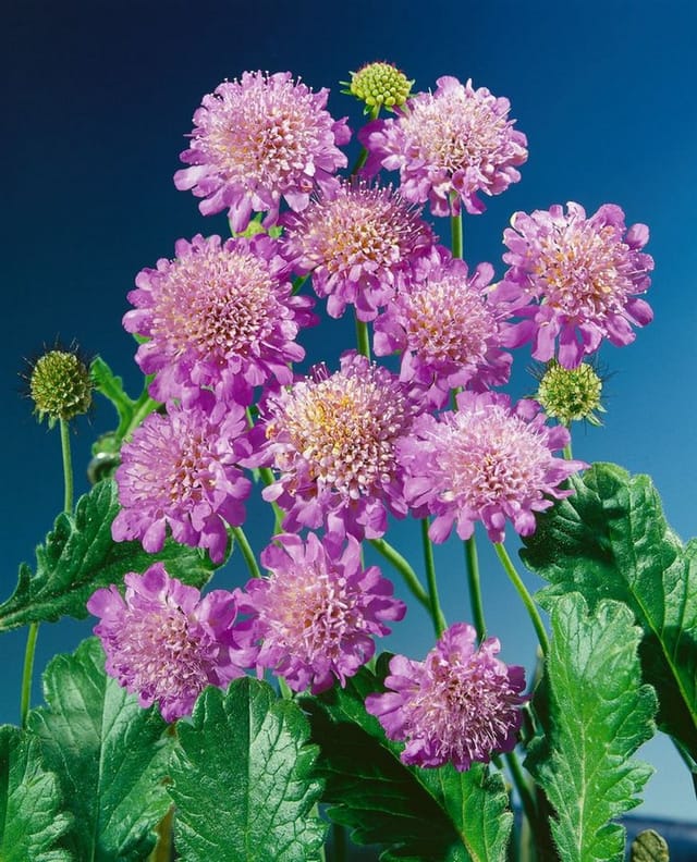 Scabiosa Columbaria Tauben-Skabiose Pink Mist Ca. 11x11 cm Topf