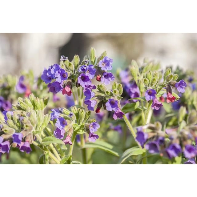 Pulmonaria Saccharata Geflecktes Lungenkraut Ca. 9x9 cm Topf