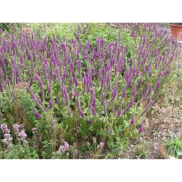 Teucrium Hyrcanicum Kaukasus Gamander Ca. 9x9 cm Topf