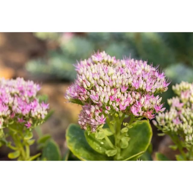 Sedum Spectabile Carmen Prächtige Fetthenne Ca. 11x11 cm Topf
