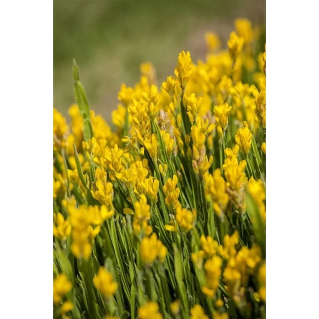 Genista Sagittalis Flügelginster 20-30 cm