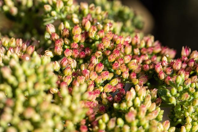 Sedum Telephium Herbstfreude Fetthenne Ca. 9x9 cm Topf