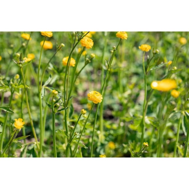 Ranunculus Acris Multiplex Scharfer Hahnenfuß Ca. 9x9 cm Topf
