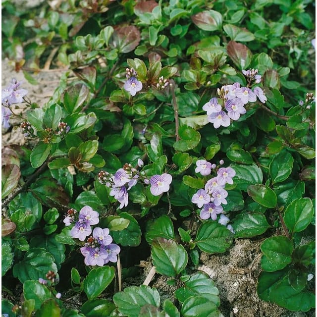 Veronica Petraea Madame Mercier Ca. 9x9 cm Topf
