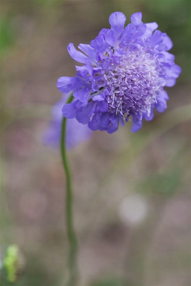 Scabiosa Columbaria Tauben-Skabiose Butterfly Blue Ca. 11x11 cm Topf