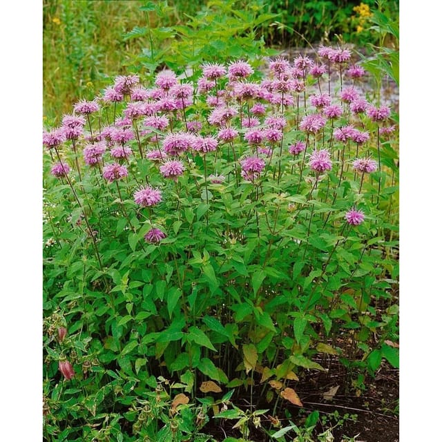 Monarda Fistulosa Beauty Of Cobham Wilde Bergamotte Ca. 11x11 cm Topf