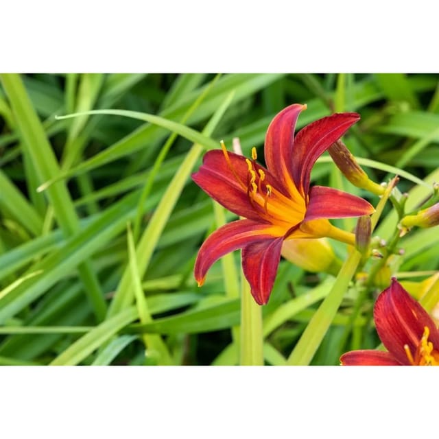 Hemerocallis X Cult. Crimson Pirate Taglilie Ca. 11x11 cm Topf