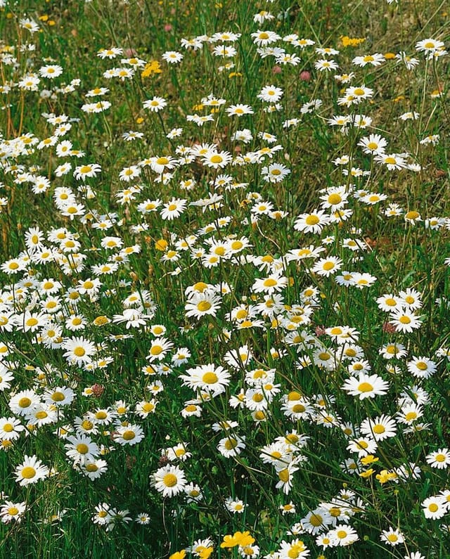 Tanacetum Parthenium Falsche Kamille Ca. 9x9 cm Topf