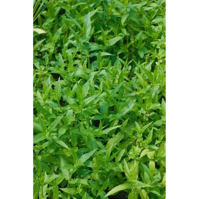 Stachys Palustris Sumpfziest Ca. 9x9 cm Topf