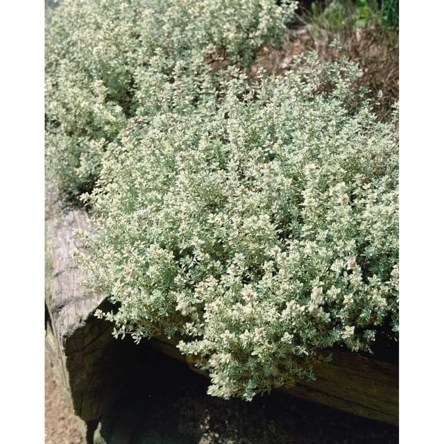 Thymus X Cherlerioides Duftkissen Teppichthymian Ca. 9x9 cm Topf