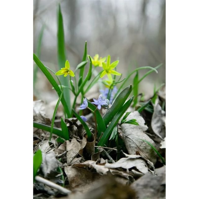 Scilla Bifolia Zweiblättriger Blaustern Ca. 9x9 cm Topf