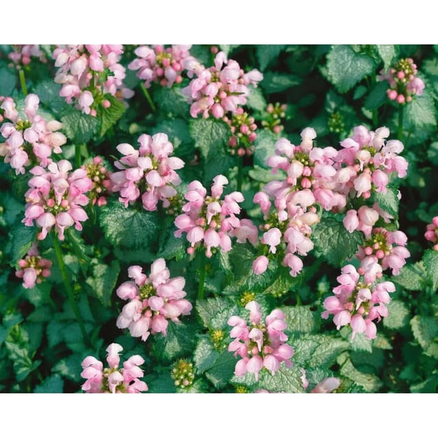 Lamium Maculatum Gefleckte Taubnessel Shell Pink Ca. 9x9 cm Topf