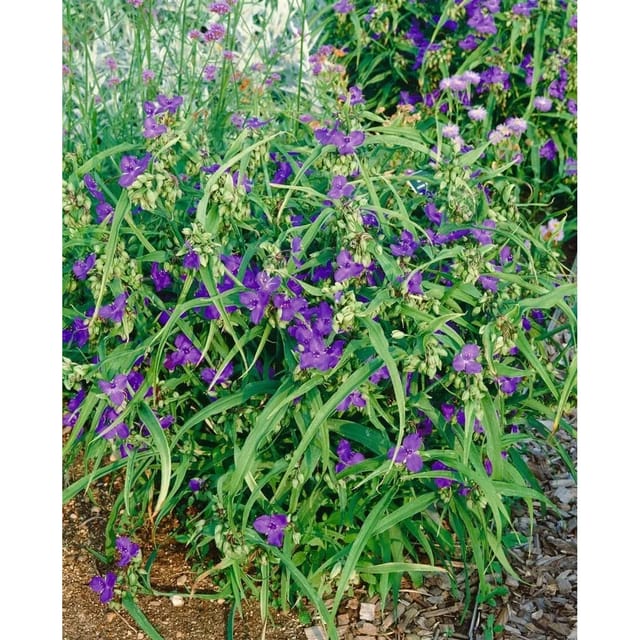 Tradescantia X Andersoniana Zwanenburg Blue Dreimasterblume Ca. 9x9 cm Topf