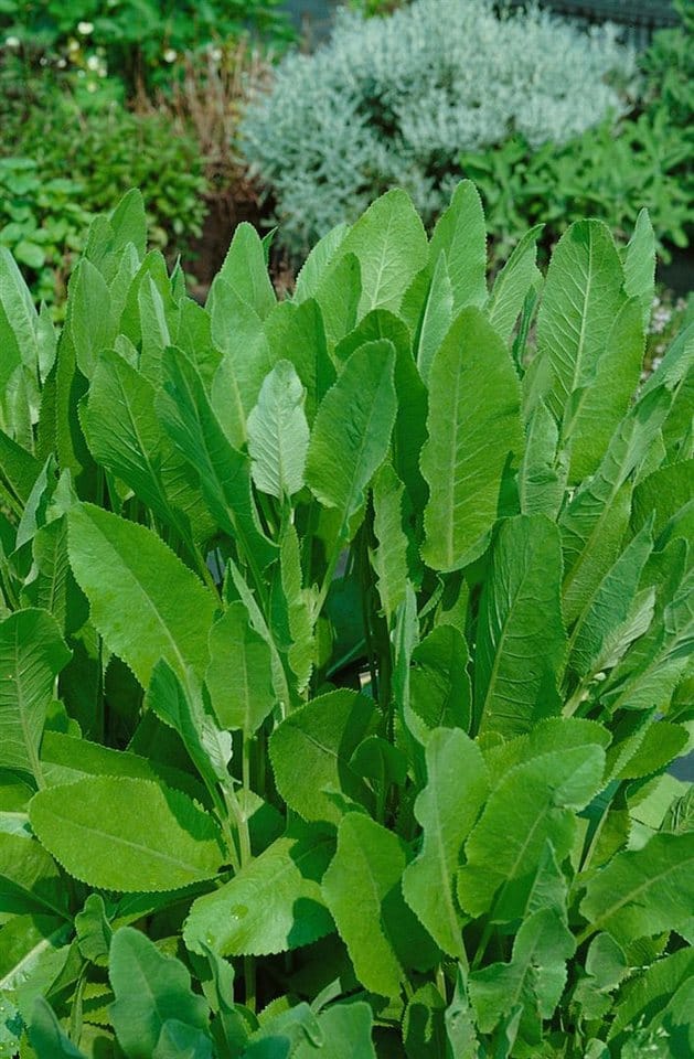 Tanacetum Balsamita Balsamkraut Ca. 9x9 cm Topf