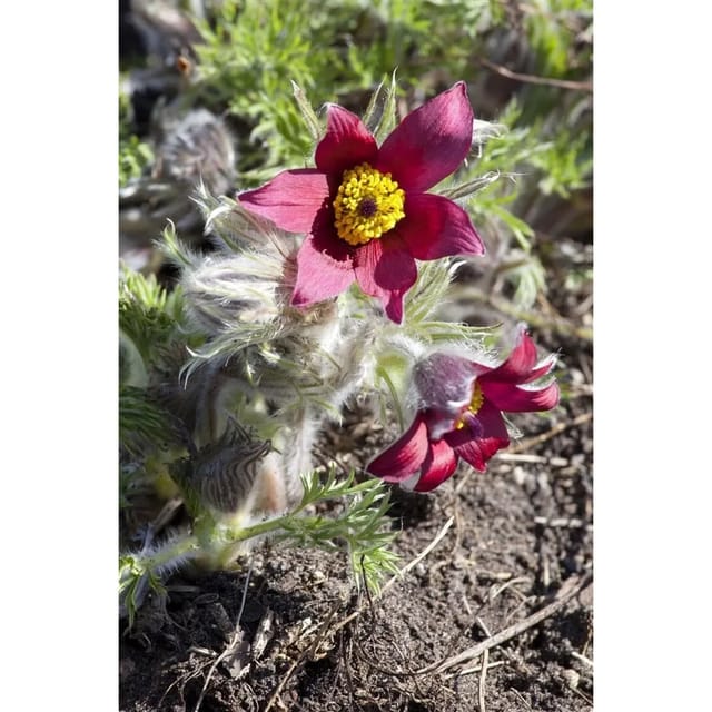 Pulsatilla Vulgaris Pinwheel Rot R Küchenschelle Ca. 9x9 cm Topf