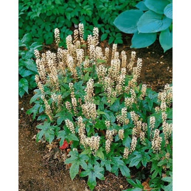 Tiarella Laciniata Pink Bouquet Schaumblüte Ca. 9x9 cm Topf