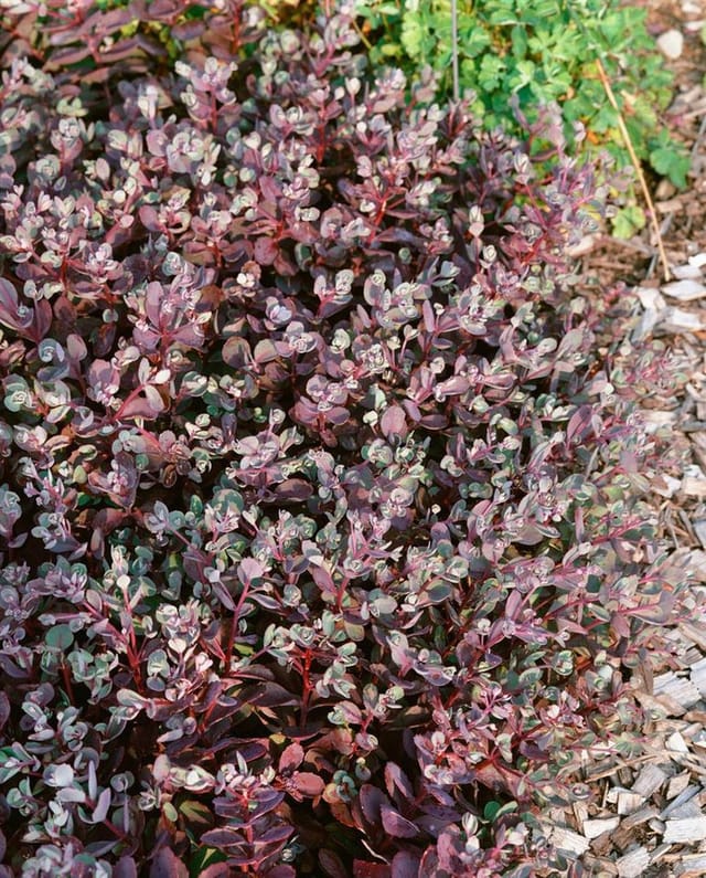 Sedum Cauticola Vera Jameson Ca. 9x9 cm Topf