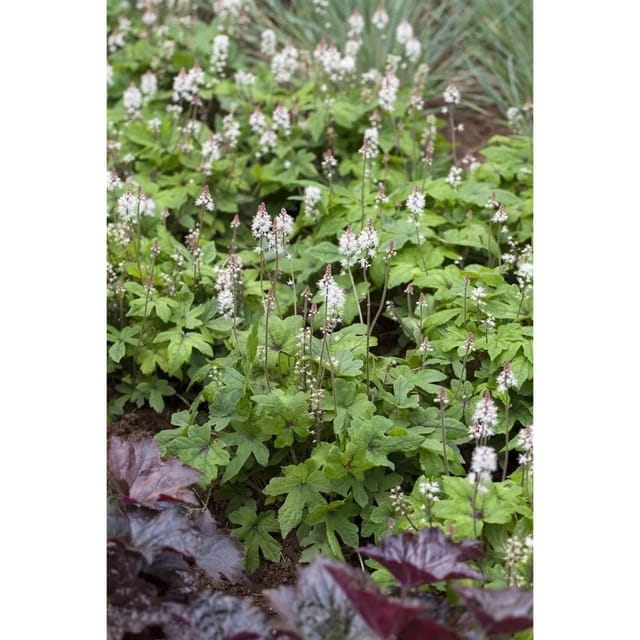 Tiarella Laciniata Spring Symphony Schaumblüte Ca. 11x11 cm Topf