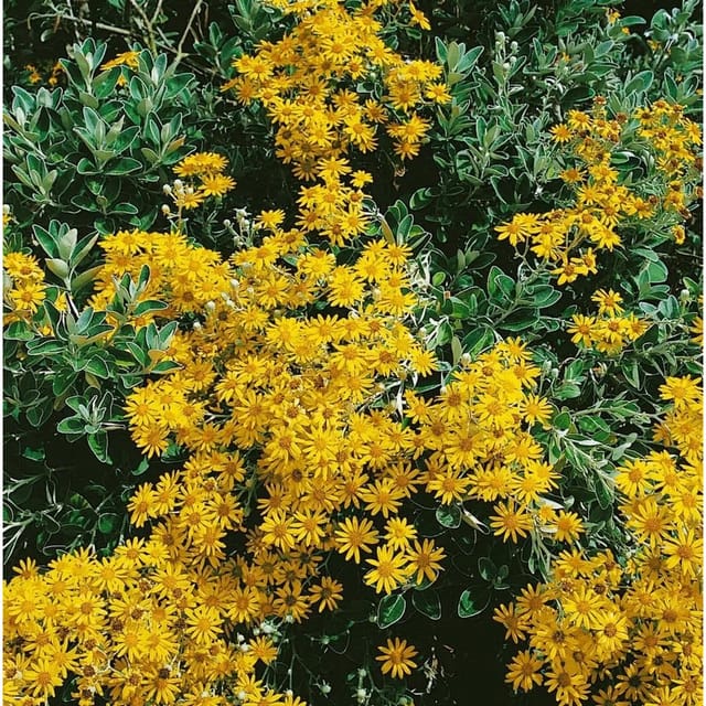 Senecio Doria Ca. 9x9 cm Topf