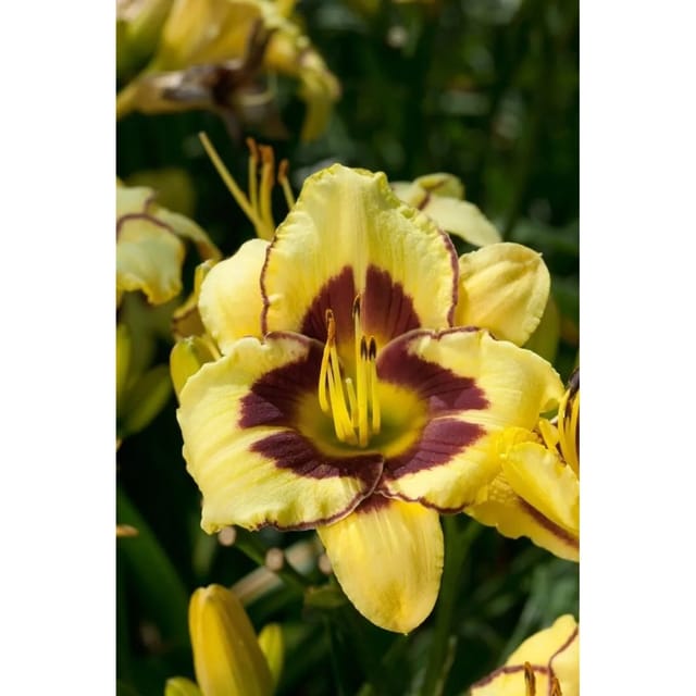 Hemerocallis X Cult. El Desperado Taglilie Ca. 11x11 cm Topf