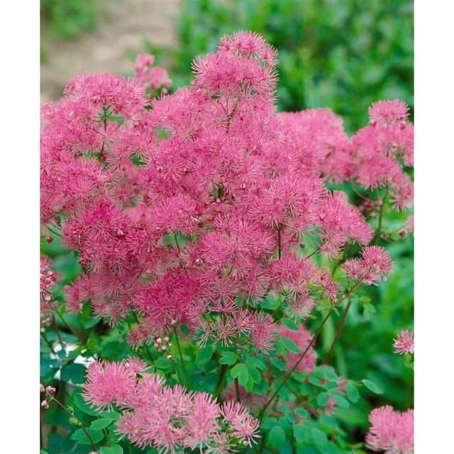 Thalictrum Aquilegifolium Thundercloud Akeleiblättrige Wiesenraute Ca. 11x11 cm Topf