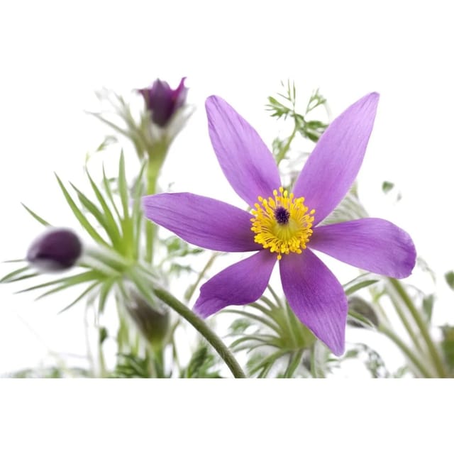 Pulsatilla Vulgaris Pinwheel Blau R Küchenschelle Ca. 9x9 cm Topf