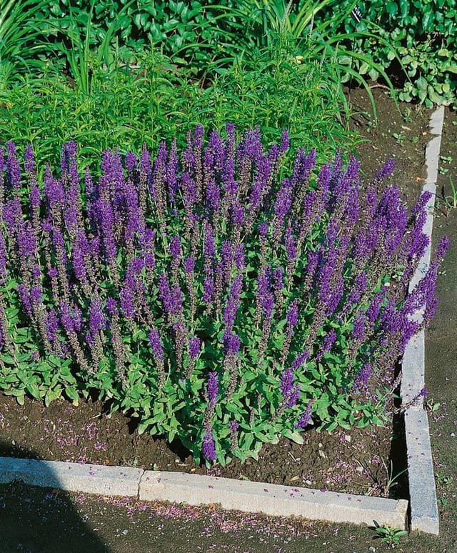 Salvia Nemorosa Blaukönigin Steppen-Salbei Ca. 9x9 cm Topf