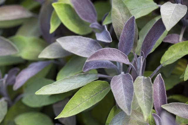 Salvia Officinalis Berggarten Echter Salbei Ca. 9x9 cm Topf