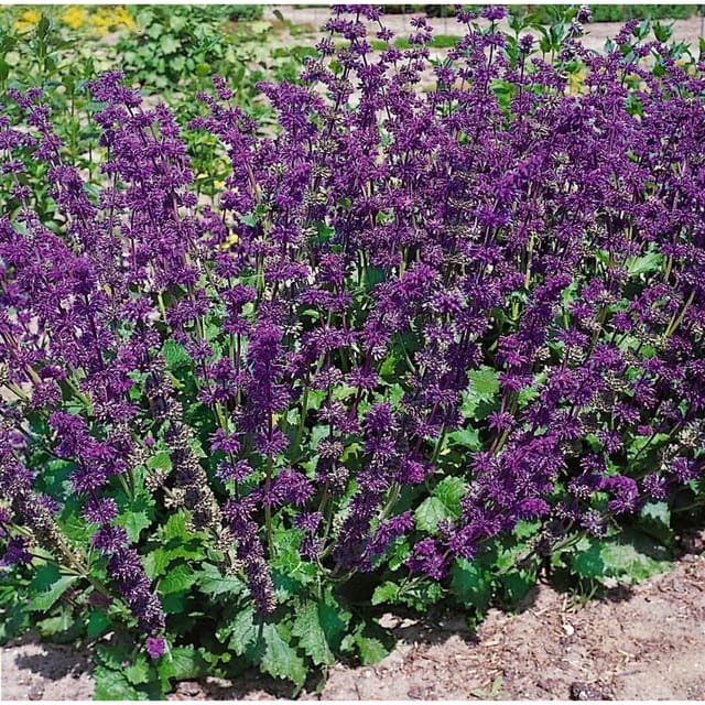 Salvia Verticillata Purple Rain Quirlblütiger Salbei Ca. 9x9 cm Topf