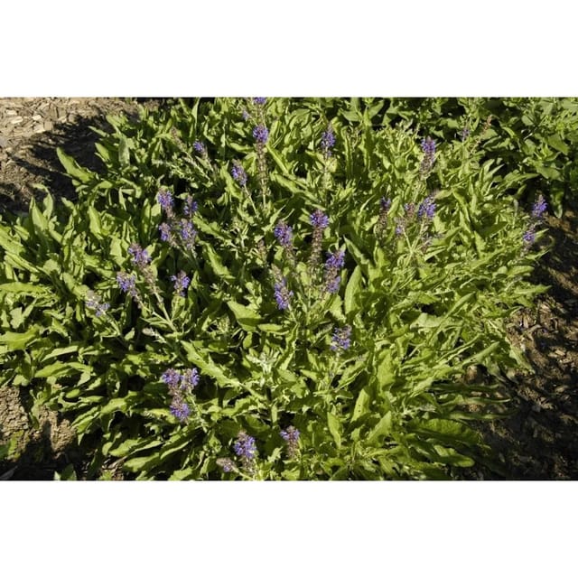 Salvia Nemorosa Rügen Steppen-Salbei 2-3 Liter Container