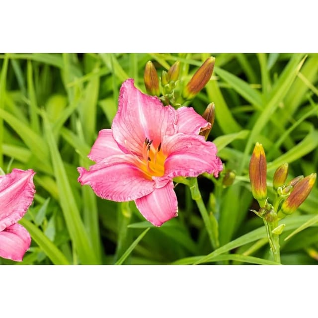 Hemerocallis X Cult. Summer Wine Taglilie Ca. 11x11 cm Topf