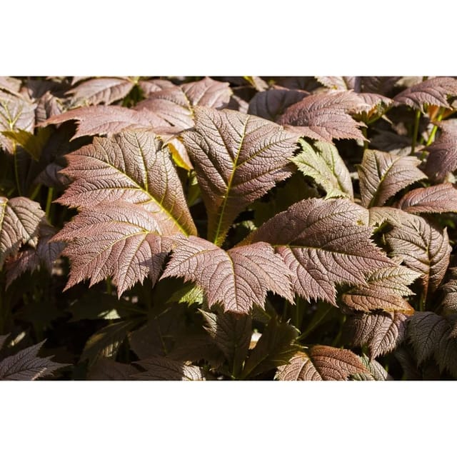 Rodgersia Podophylla Rotlaub Fingerblatt Ca. 11x11 cm Topf