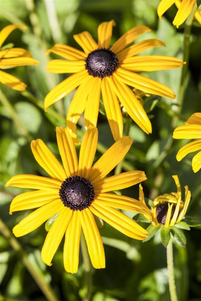 Rudbeckia Fulgida Sullivantii Goldsturm Sonnenhut Ca. 9x9 cm Topf