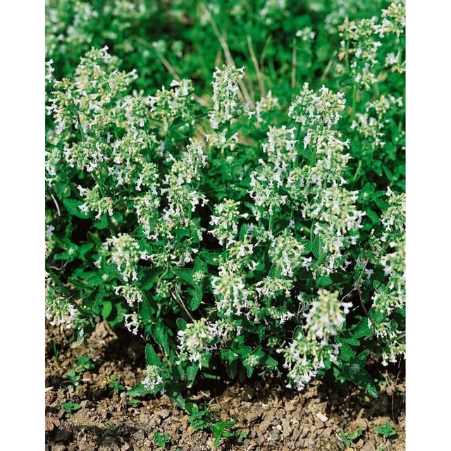Nepeta Racemosa Snowflake Katzenminze Ca. 9x9 cm Topf