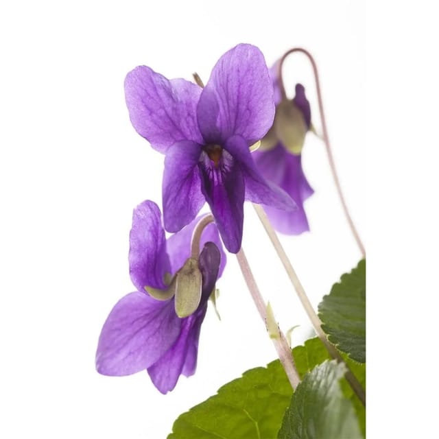 Viola Odorata Königin Charlotte Duftveilchen Ca. 9x9 cm Topf