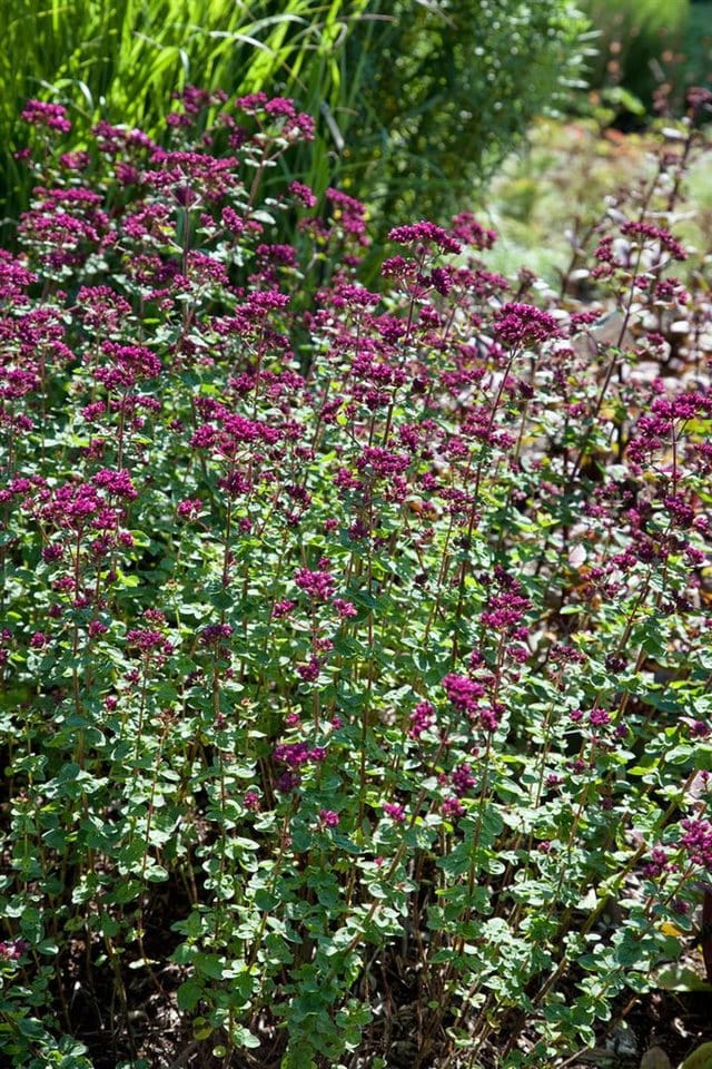 Origanum Laevigatum Rosenkuppel Dost Ca. 9x9 cm Topf