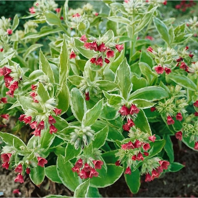 Pulmonaria Rubra Rote Lungenkraut Ca. 9x9 cm Topf