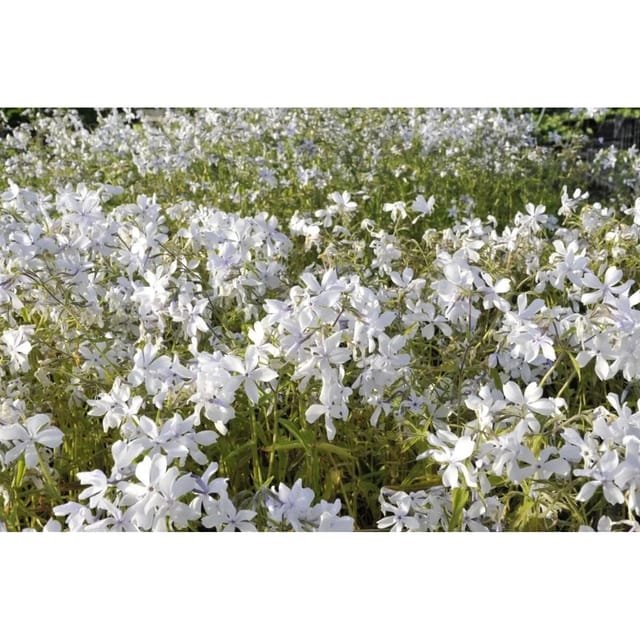 Phlox Divaricata White Perfume Waldphlox Ca. 9x9 cm Topf