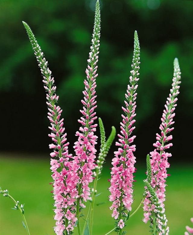 Veronica Longifolia Pink Damask Langblättriger Ehrenpreis Ca. 9x9 cm Topf